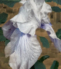 Fragrance><noscript><img data-lazyloaded=